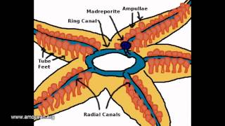 Suckers  The echinoderms hydraulic organ [upl. by Nido]