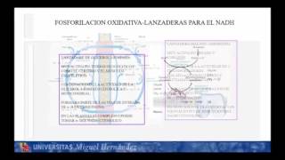 Lec007 Fosforilación Oxidativa II umh1024 [upl. by Aicert807]