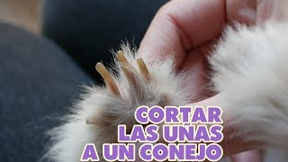 CORTAR UÑAS a CONEJOS ✂️ COMO cortarle las uñas a tu conejo enano [upl. by Dasha]