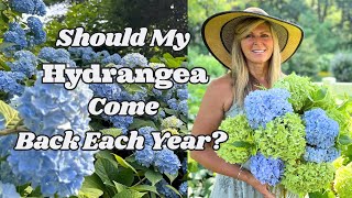 Should My Hydrangea Come Back Every Year [upl. by Geldens]