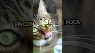 🐱👀 ¿Por qué los gatos tienen pupilas verticales gatos ciencia curiosidades [upl. by Ricard]