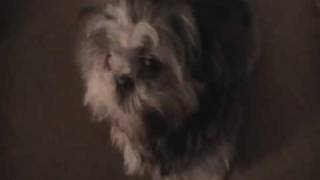 My Shih Tzu Dog Making weird amp funny noises [upl. by Fredek273]