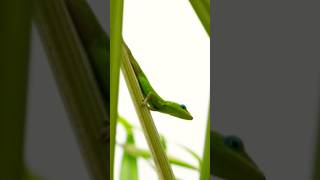 Green anole  green anole lizard anole lizard wildlife [upl. by Adnesor]