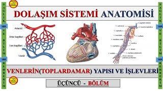 3 DOLAÅžIM SÄ°STEMÄ° ANATOMÄ°SÄ°  VENLERÄ°NTOPLARDAMAR YAPISI VE Ä°ÅžLEVLERÄ° ÃœÃ‡ÃœNCÃœ BÃ–LÃœM [upl. by Einatsed]