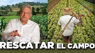 AMLO anuncia inicio de quotSembrando Vidaquot programa para rescatar el campo [upl. by Nadia]