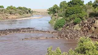 Extraordinary experience with the Wildebeest Migration Crossing Mara River [upl. by Eatnahc929]