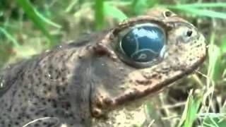 Creepy Frog with Nasty Alien Worm in his Eye  WTF [upl. by Airdnaz]