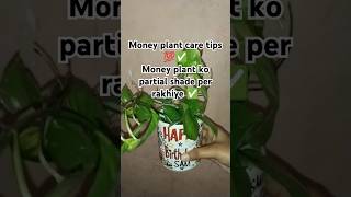 Money plant care tips 💯 money plant ko partial shade per rakhen 💯✅ moneyplant garden plantcare [upl. by Anileda]