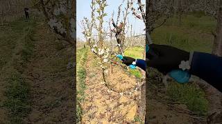 Pruning cherry tree branches process [upl. by Artied]