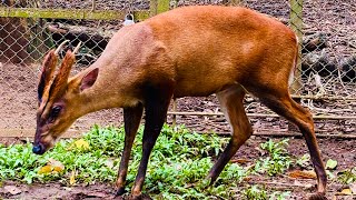 Guwahati zoo Harina Keita Sagoli nisina ghuri fure [upl. by Bourn]