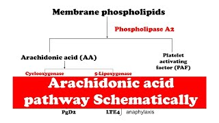 Arachidonic acid pathway [upl. by Hras]