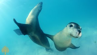 Acalmar a Mente  Música Relaxante e Fundo do Mar ♪ Meditar Música para Dormir Naturaleza Música [upl. by Stent483]