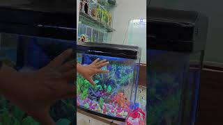 Second hand aquarium aquarium shorts fish fishaquarium [upl. by Yesor]