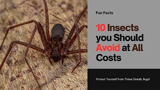 10 Deadly Insects You Dont Want To Mess With [upl. by Nahgen]