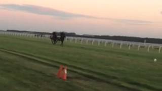 Newmarket gallops Frankel at work [upl. by Yzzik]