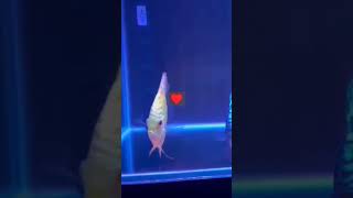 Love DISCUS FISH ASDDISCUS fish aquarium [upl. by Mellitz]