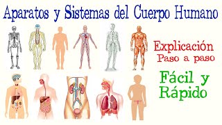 👤Aparatos y Sistemas del Cuerpo Humano  Fácil y Rápido  BIOLOGÍA [upl. by Motteo600]