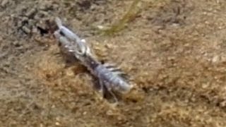 Fascinating living things in the Wadden Sea Corophium volutator  Schlickkrebs gräbt sich ein [upl. by Ecnar530]