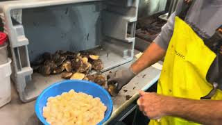 Shucking Bay Scallops [upl. by Balac]