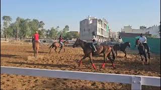 Horse Heaven Equestrian Sports Academy Jaipur Admission Open [upl. by Sherrer]