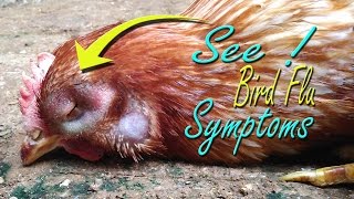 Avian Influenza Symptom in Chickens quotBird Flu H5N1 Virusquot Vet learning materials Poultry Farming [upl. by Dumm]