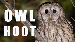 Tawny OWL call at night bird sounds and noises [upl. by Idnil]