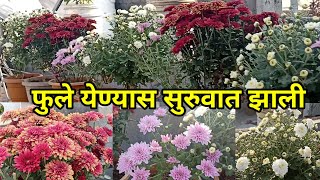 Chrysanthemum flowers season start शेवंती फुलांची सुरूवात झाली [upl. by Adnahsam]