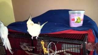 Getting stubborn parrots to eat pellets [upl. by Airamas]