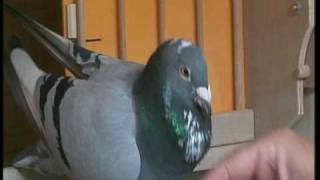 Will amp Falco Ebben racing pigeons BenedenLeeuwen English version [upl. by Merell]