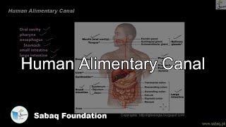 Alimentary Canal Biology Lecture  Sabaqpk [upl. by Beckman296]