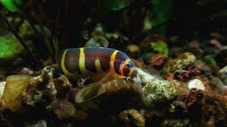 NOODLE Loach hunt their food ft Kribensis Cichlid Planted Community Aquarium [upl. by Rosenblum]