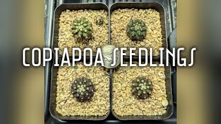 My Copiapoa cactus seedlings  49 months old [upl. by Eeloj]