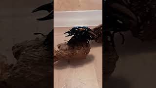 Prosopocoilus biplagiatus stag beetles mating update in a month [upl. by Vories124]