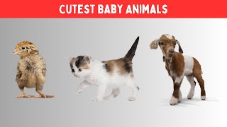 10 Cutest Baby Animals in the World [upl. by Ilera]