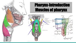 Muscles of pharynx [upl. by Arsuy]