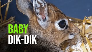 A Baby Dik dik [upl. by Jamaal368]