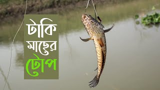 নদীতে শোল ও টাকি মাছ ধরার টোপ  Taki Fishing Bait [upl. by Olcott]