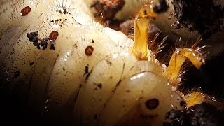 Rhinoceros Beetle Larvae and associated Mites [upl. by Kellyann]