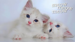 Cute Baby Cat Sound 🐱🐾  Cat Sounds  Cat Voice [upl. by Nottnerb]