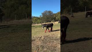 My Donkey Rocks Red Hot Leggings 🐴 Fly Protection Never Looked So Stylish – Watch Him Strut amp Roll [upl. by Pirali]