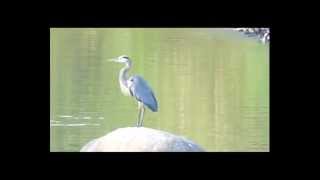 Garzón Cenizo Ardea herodias  Great Blue Heron [upl. by Finley]