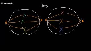 Understanding Ploidy and Meiosis at All Stages [upl. by Damita]