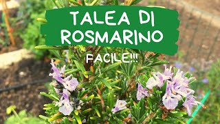 Come fare una talea di rosmarino [upl. by Munn]