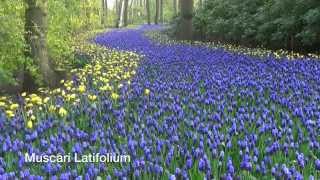 Muscari Latifolium  Grape Hyacinth Bulbs from Holland [upl. by Grinnell444]