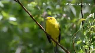 Wilsons Warbler [upl. by Moskow]