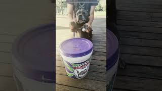 drums youtubeshorts staffies dog fyp viral [upl. by Icart]