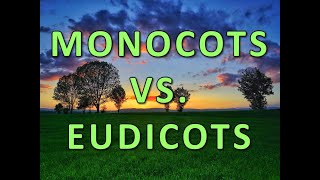 Monocots vs Eudicots [upl. by Perusse]