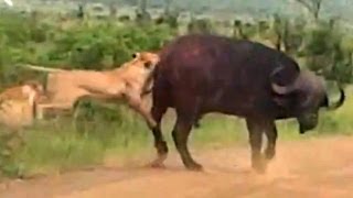 Lion Versus a Big Buffalo Bull  Latest Wildlife Sightings [upl. by Garson773]