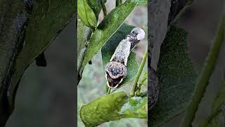 The Incredible Life Cycle of a Giant Swallowtail Butterfly 🦋 explorenature naturelovers butterfly [upl. by Nirag112]