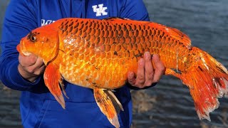 ‘Monster’ Goldfish the Size of Footballs Are Invading Lakes [upl. by Blanding]